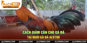 Cách giảm cân cho gà đá