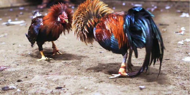 Kinh nghiệm chọn gà chiến tại trường gà Savan