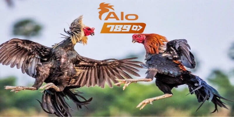 Alo789 là địa chỉ cung cấp hình thức đá gà cựa dao chất lượng