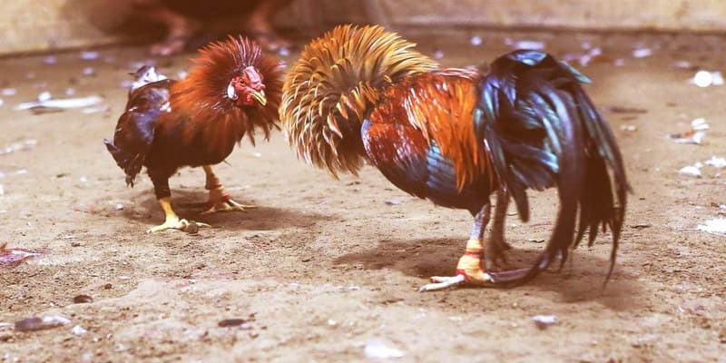 Gà tre là giống gà thuần chủng có nguồn gốc tại Việt Nam