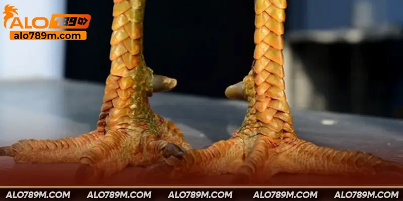 Chân gà vảy rồng là đặc điểm độc đáo
