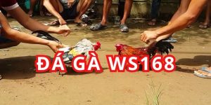 Đá Gà WS168 - Review Sân Chơi Cá Cược Uy Tín 2024