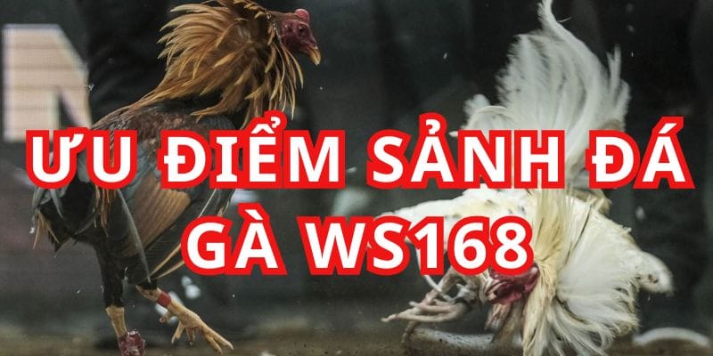 Sảnh cược đá gà của WS168 có gì đặc biệt?