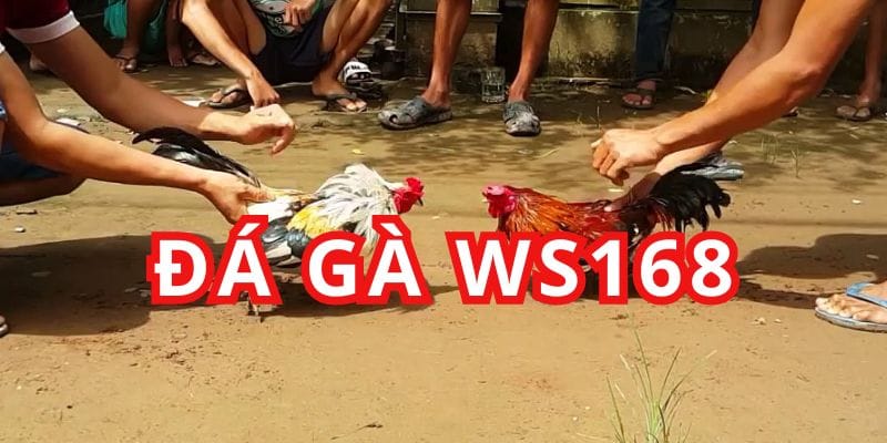 Đá Gà WS168 - Review Sân Chơi Cá Cược Uy Tín 2024